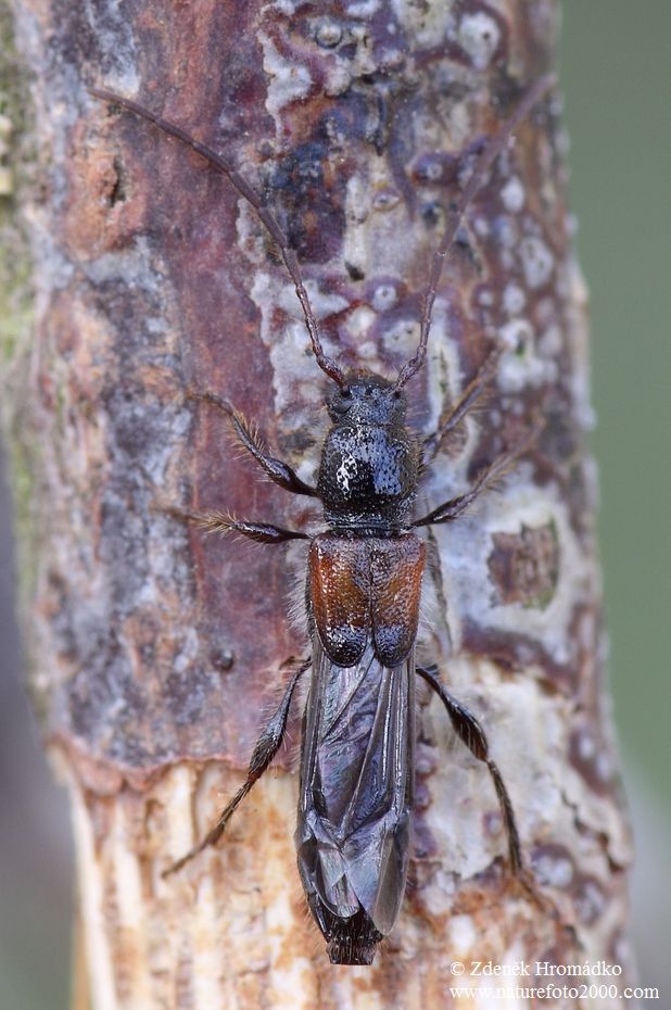 tesařík, Glaphyra kiesenwetteri (Mulsant & Rey, 1861), Ceambycidae (Brouci, Coleoptera)